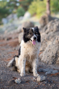 Portrait of dog on rock