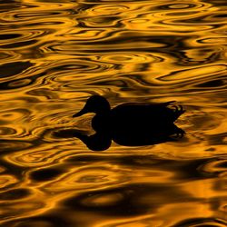 High angle view of silhouette duck swimming in lake