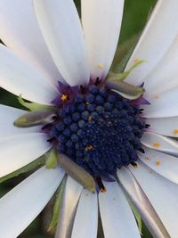 Close-up of white flowers