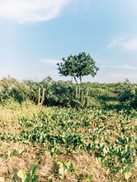 Plants growing on field against sky