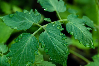 Close-up of wet leaves