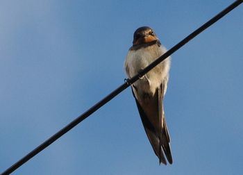 Low angle view of bird perched on blue sky