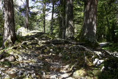 Trees growing in forest