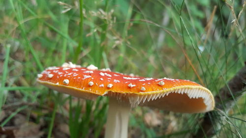 Close-up of fly agaric mushroom on field