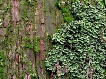 Moss growing on tree trunk