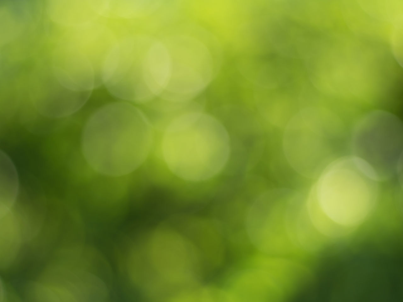 FULL FRAME SHOT OF DEFOCUSED IMAGE OF PLANTS