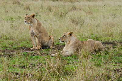 Lioness sitting on field