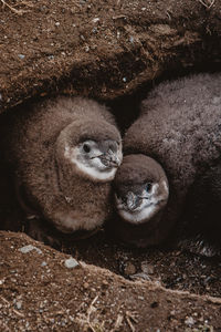 A family of penguins