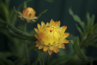 Close-up of yellow flower