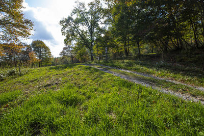 Scenic view of trees growing on field against sky