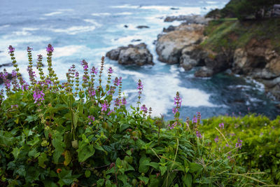 Close-up of purple flowering plants