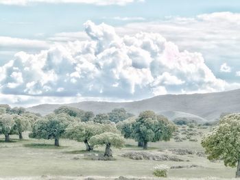 Trees on field against sky