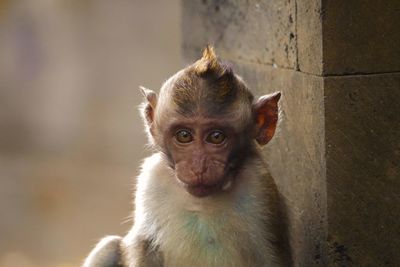 Portrait of monkey looking away outdoors