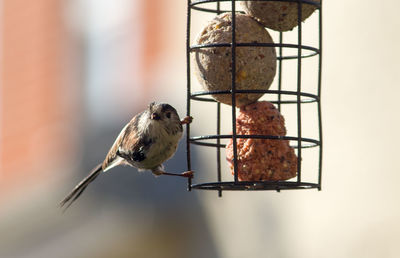 Close-up of bird perching on feeder