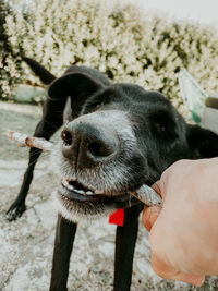 Close-up of dog