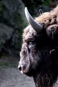 Close-up of an animal