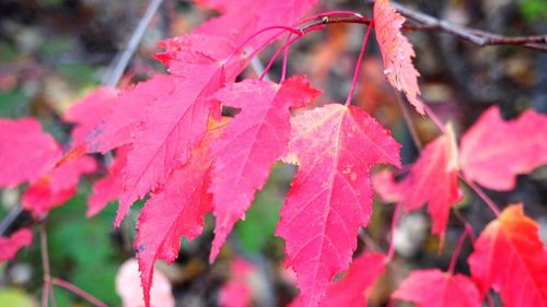 Close-up of pink autumn leaves