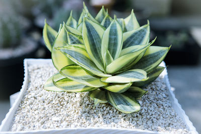 Yellow and green leaves hanii ,sansevieria trifasciata in planting pot