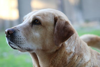 Close-up of dog looking away