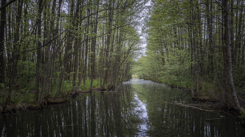 Stream amidst trees in forest