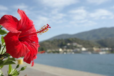 Close-up of red hibiscus blooming against sky