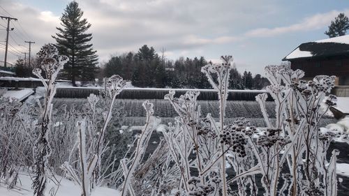 Panoramic shot of frozen trees on field against sky