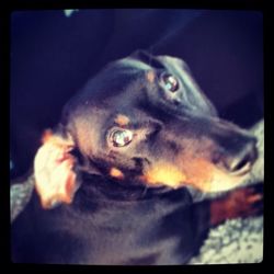Close-up portrait of a dog
