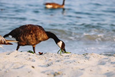 Birds on the beach