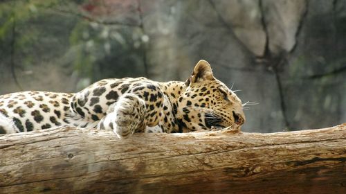 Tiger relaxing on tree