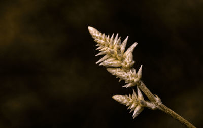 Close-up of flower bud