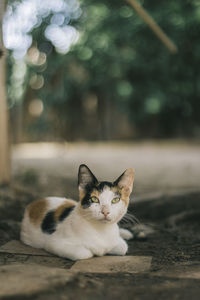Close-up portrait of cat sitting outdoors