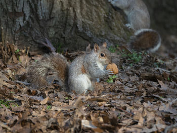 Close-up of a squirrel with a nut