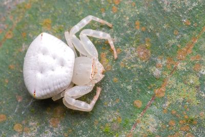 High angle view of a turtle on ground