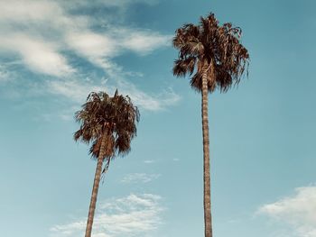 Low angle view of coconut palm tree against sky