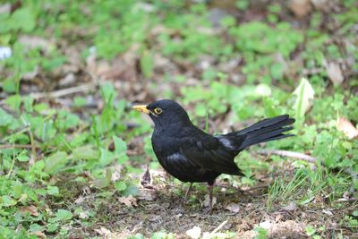 Close-up of bird perching on a field