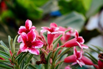 Close-up of pink flower