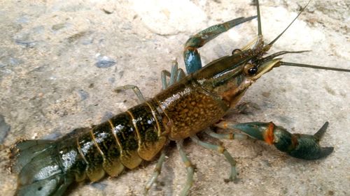 Close-up of crab