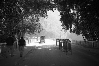 Trees in park