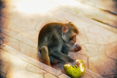 The monkeys sits and eating coconut fruit in the garden