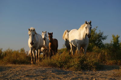 Horses standing on grassy field against clear sky