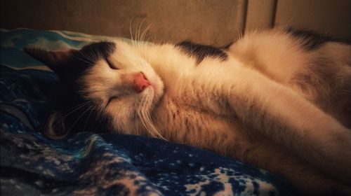 Close-up of cat sleeping on bed