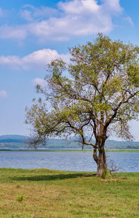 Tree by sea against sky