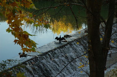 View of birds by the lake