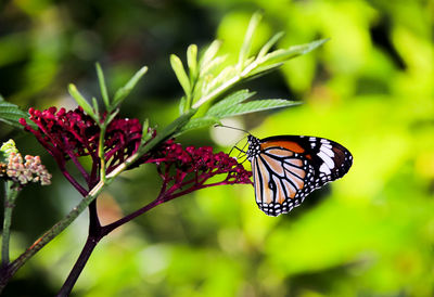 Close-up of butterfly pollinating on flower