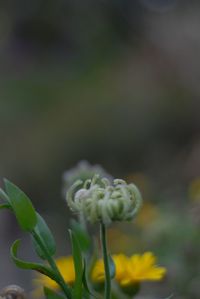 Close-up of flowering plant