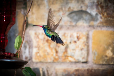 Bird flying against wall