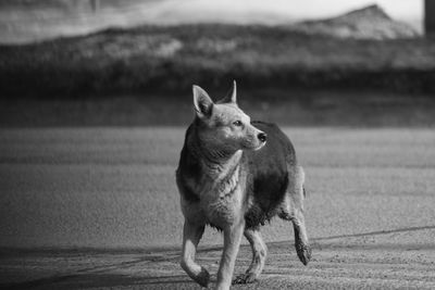 Full length of a dog looking away