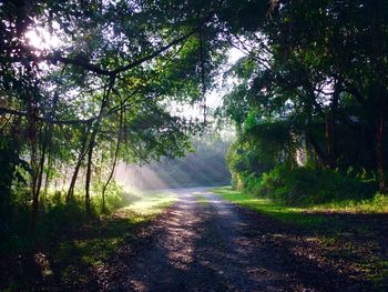 Dirt road amidst trees in forest