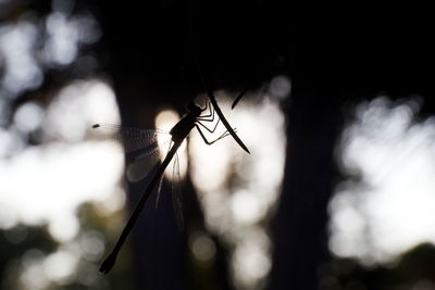 Dragonfly on a tree, parc floral de paris