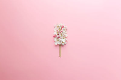 Close-up of pink flower against white background